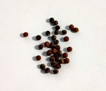 Euphorbia venefica seeds