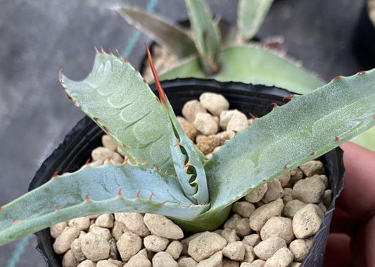Agave chrysantha seeds