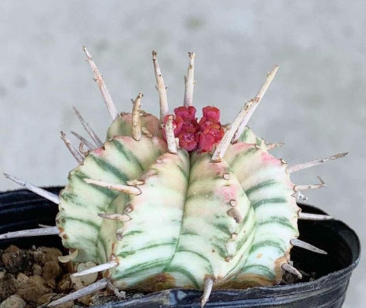 Euphorbia meloformis seeds