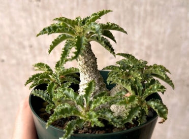 Dorstenia horwoodii seeds