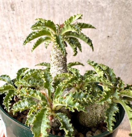 Dorstenia horwoodii seeds