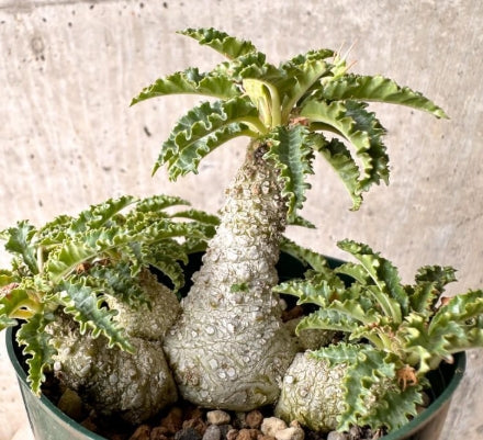Dorstenia horwoodii seeds