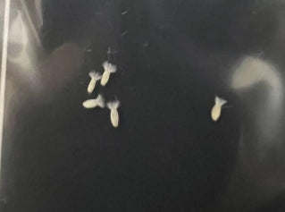 Othonna sp. Steinkopf seeds