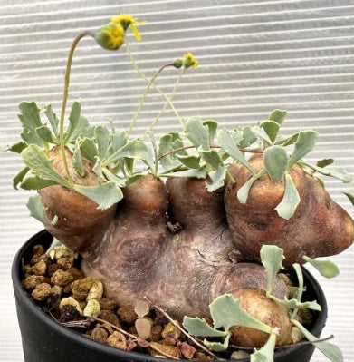 Othonna cacalioides seeds