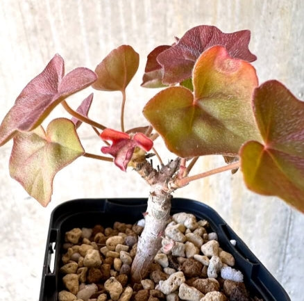 Pelargonium tongaense seeds