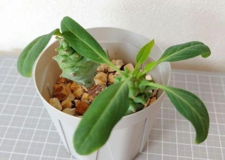 Euphorbia longituberculosa seeds