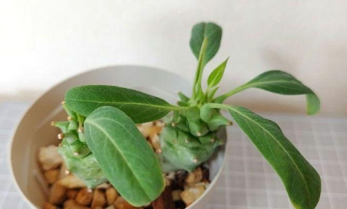 Euphorbia longituberculosa seeds