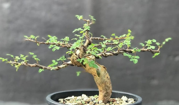 Commiphora gileadensis seeds