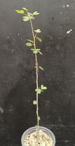 Commiphora gileadensis seeds