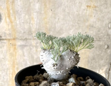 Monsonia peniculina seeds