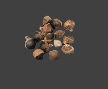 Bursera graveolens seeds