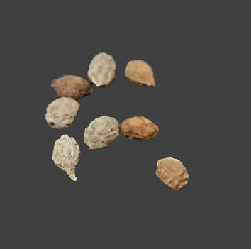 Cyphostemma betiforme seeds