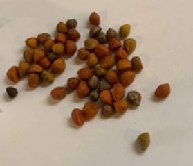Bursera fagaroides seeds