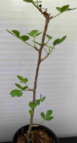 Bursera fagaroides seeds