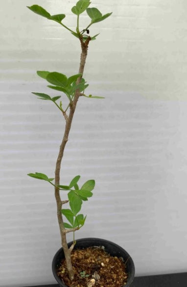Bursera fagaroides seeds