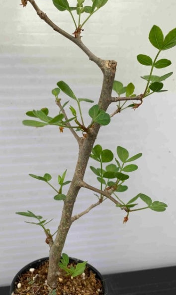 Bursera fagaroides seeds