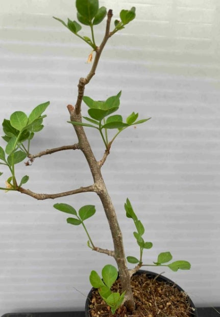 Bursera fagaroides seeds