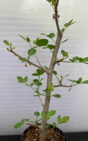 Bursera fagaroides seeds