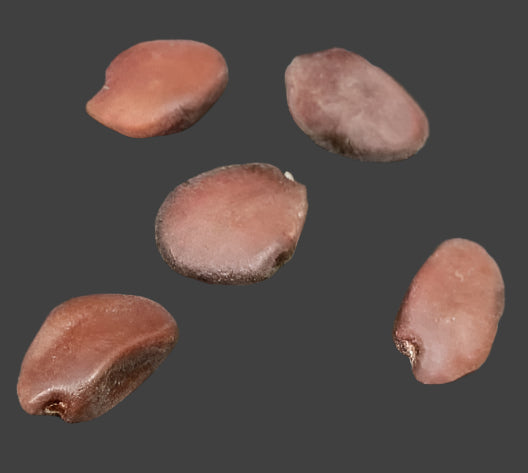 Bauhinia hookeri seeds