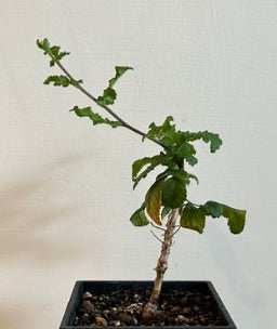 Commiphora confusa seeds