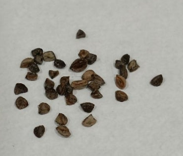 Trachyandra tortilis seeds
