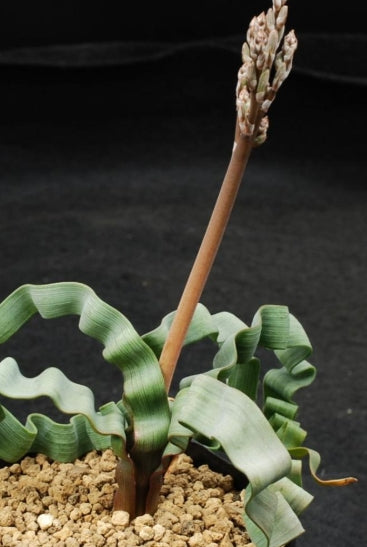 Trachyandra tortilis seeds