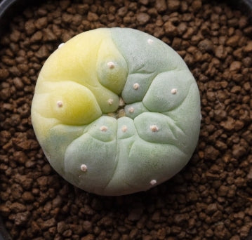 Lophophora fricii variegated seeds