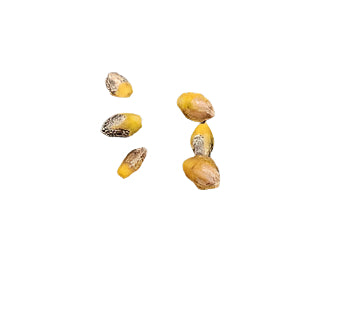 Commiphora habessinica seeds