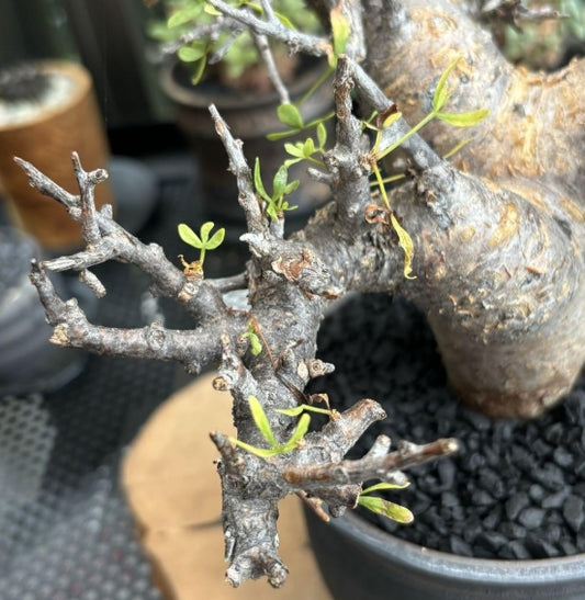 Commiphora foliacea seeds