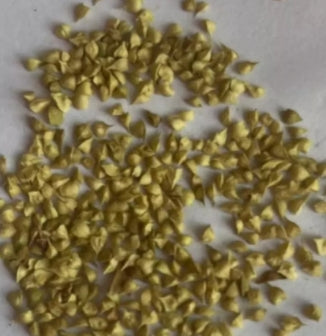 Boswellia occulta seeds