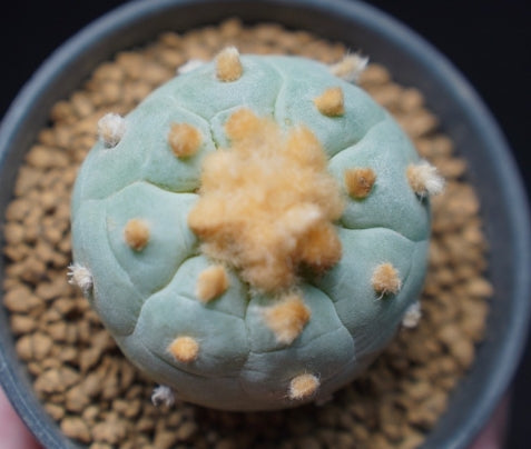 Lophophora fricii seeds