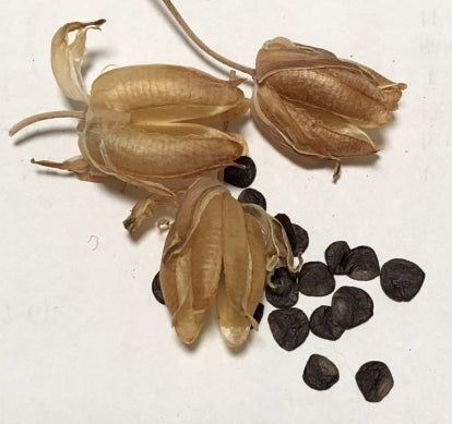 Albuca namaquensis seeds