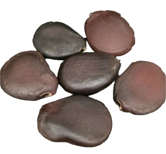 Tylosema fassoglense seeds