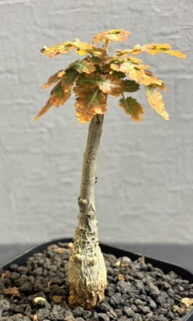 Boswellia dioscoridis seeds