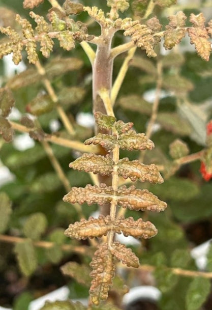 Boswellia bullata seeds