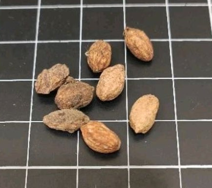 Cyphostemma currorii seeds