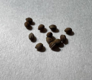 Euphorbia tulearensis seeds