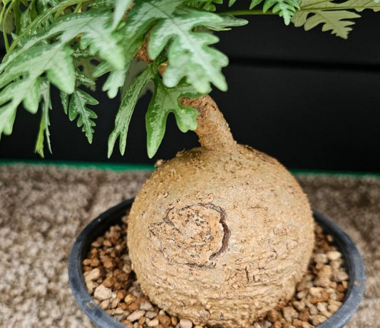 Adenia metamorpha seeds