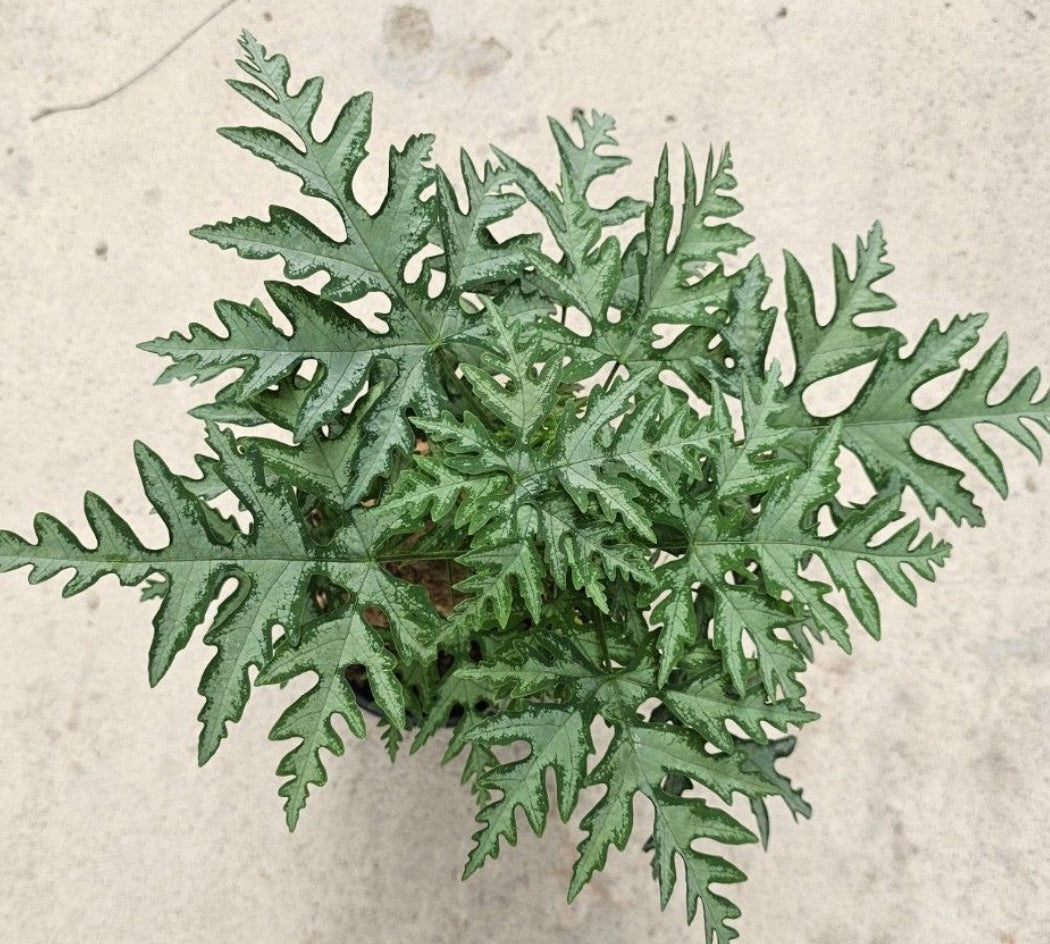 Adenia metamorpha seeds