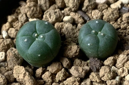 Lophophora alberto-vojtechii seeds
