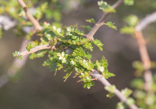 Commiphora socotrana seeds