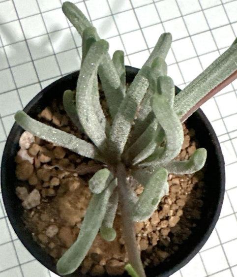 Bulbine sp. Nakaberg seeds