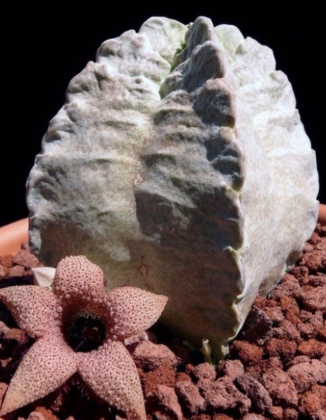 Whitesloanea crassa seeds