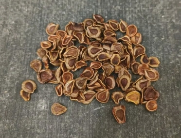 Whitesloanea crassa seeds