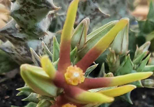 Orbea Wismmanii seeds