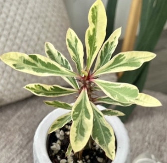 Euphorbia milii 'Fireworks' seeds