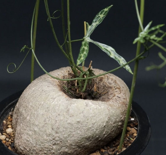 Adenia kirkii seeds