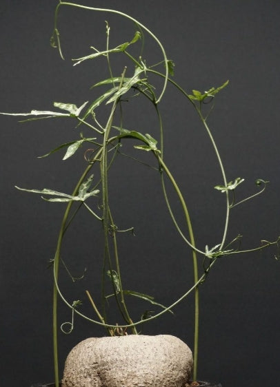 Adenia kirkii seeds