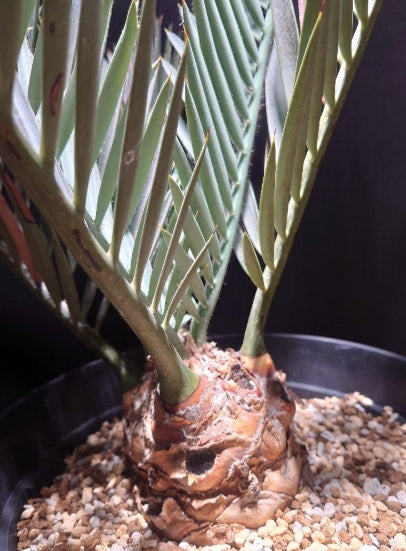 Encephalartos lehmannii seeds