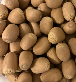 Encephalartos lehmannii seeds